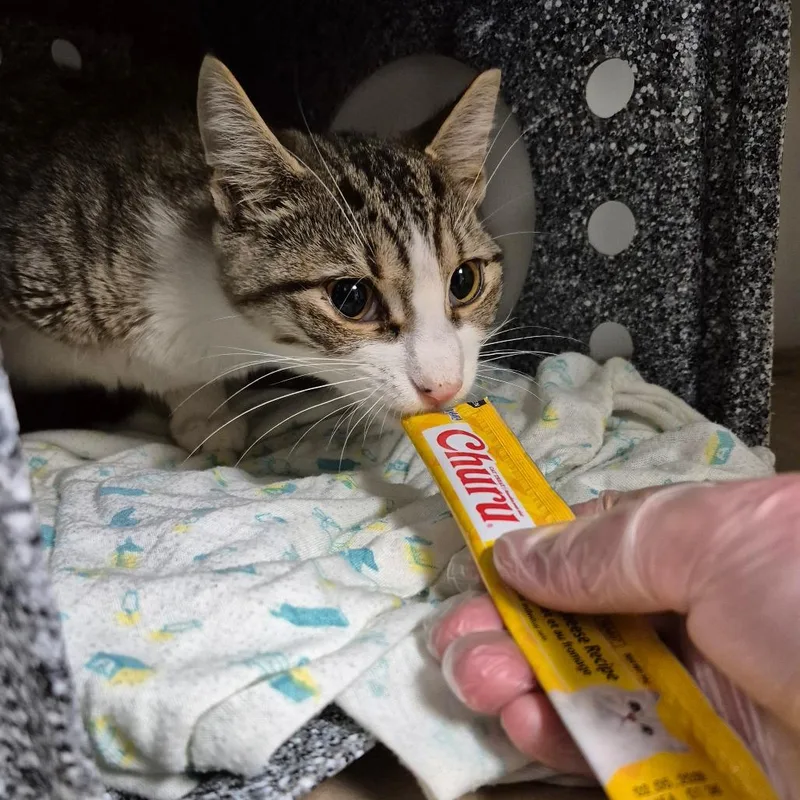 An adult medium-sized male Domestic Short Hair cat named Amazon for adoption in Birdsboro, PA