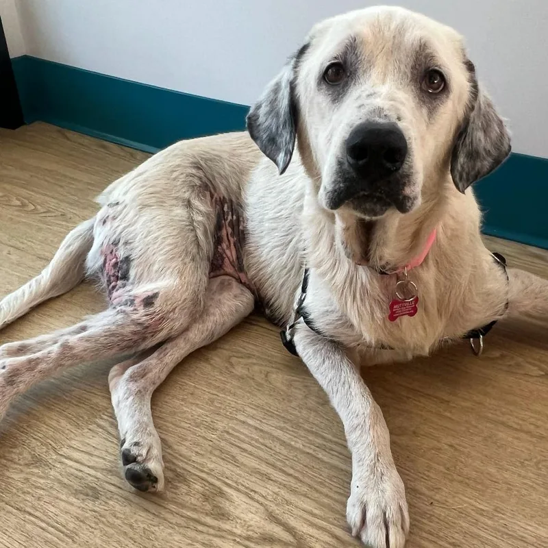 A senior medium-sized female Great Pyrenees dog named Study Buddy for adoption in San Francisco, CA