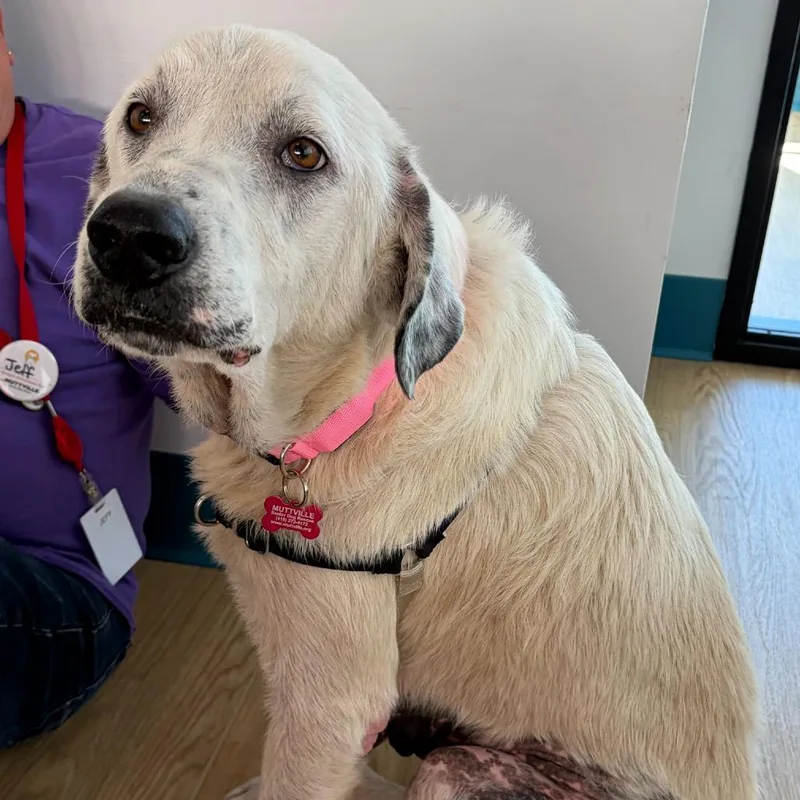 Study Buddy thumbnail 5