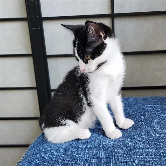 A baby small-sized female Domestic Short Hair cat named Tootsie for adoption in Sacramento, CA
