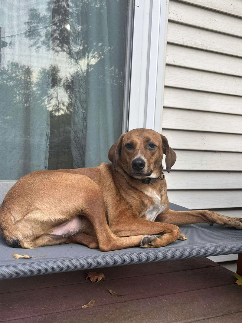 A young medium-sized female Redbone Coonhound dog named Barbie for adoption in Westwood, NJ