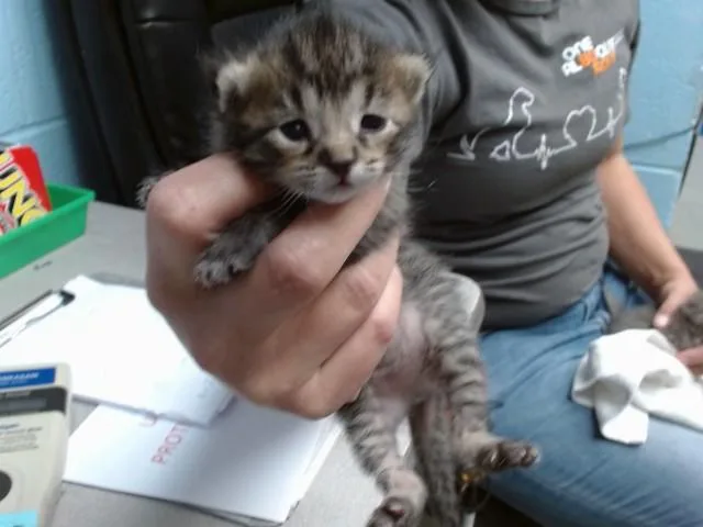 A baby small-sized female Domestic Short Hair cat named Abbie for adoption in Albuquerque, NM
