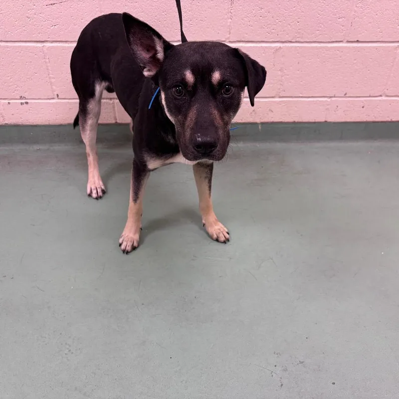 A young medium-sized male Black Mixed Breed dog named Levi for adoption in Memphis, TN