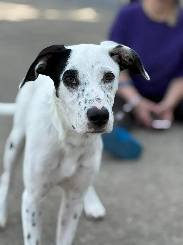 A young medium-sized female Tricolor (Brown, Black, & White) Hound dog named Sherbet for adoption in Middletown, CT