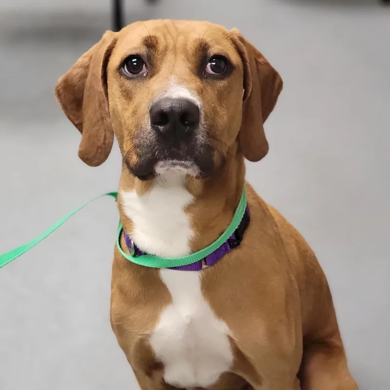 A young medium-sized female Brown / Chocolate Mixed Breed dog named Lottie for adoption in Sarasota, FL