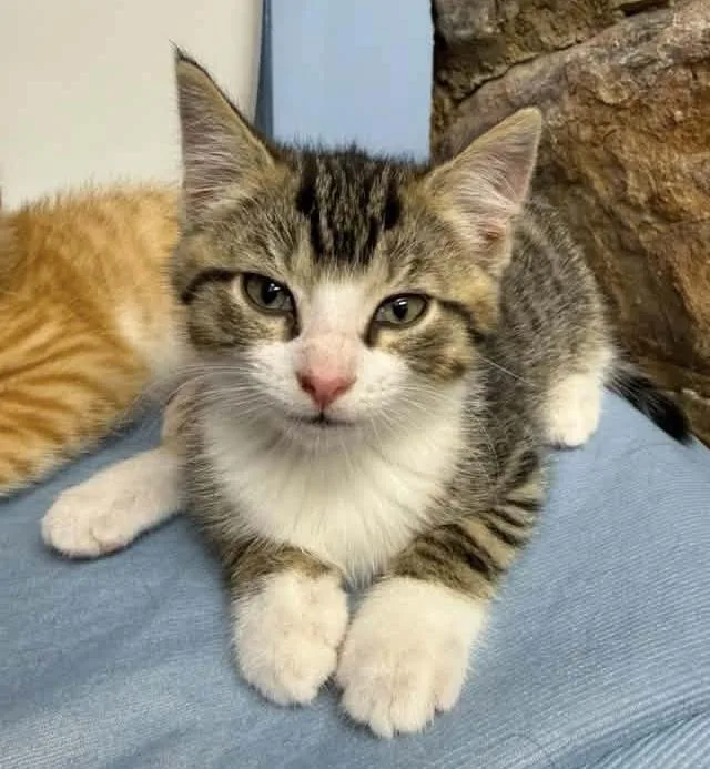 A baby medium-sized male Tabby (Tiger Striped) Domestic Short Hair cat named Willard for adoption in Breinigsville, PA