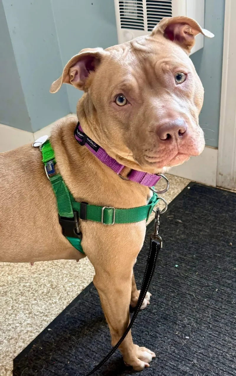 A young large-sized female Pit Bull Terrier dog named Zya for adoption in Dillsburg, PA