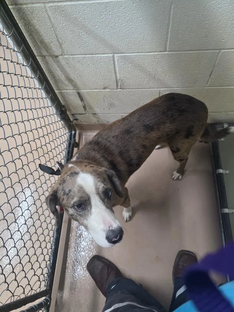 A young large-sized male Hound dog named Fusion for adoption in Nacogdoches, TX