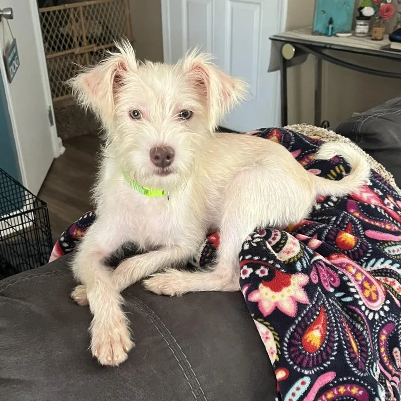An adult small-sized male Terrier dog named Ollie for adoption in Prospect, KY