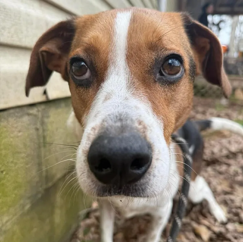 An adult medium-sized male Tricolor (Brown, Black, & White) Mixed Breed dog named Monty for adoption in Long Island City, NY