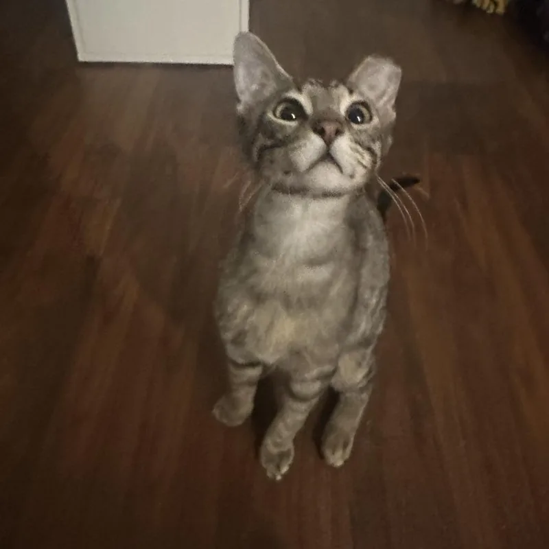 An adult small-sized female Brown / Chocolate Domestic Short Hair cat named Bibi  Bonded To for adoption in Middleton, WI