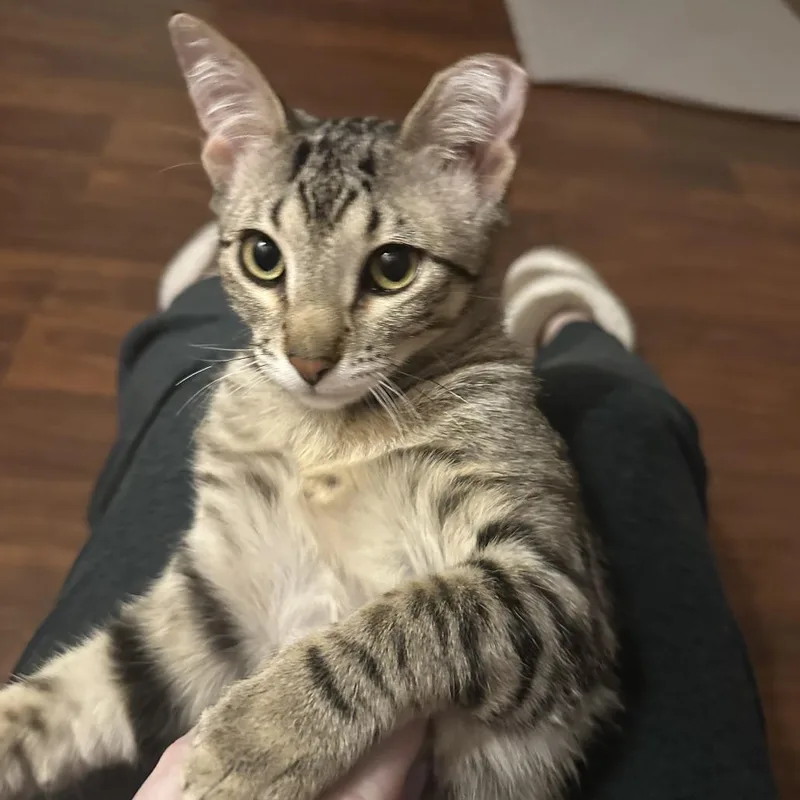 Bibi  Bonded To thumbnail 2