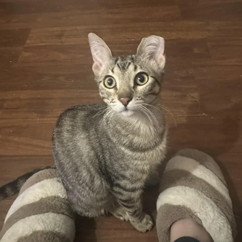 Bibi  Bonded To thumbnail 3
