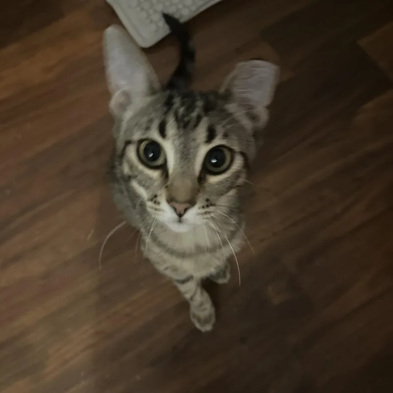Bibi  Bonded To thumbnail 4