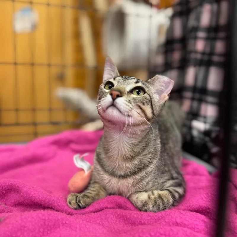 Bibi  Bonded To thumbnail 6