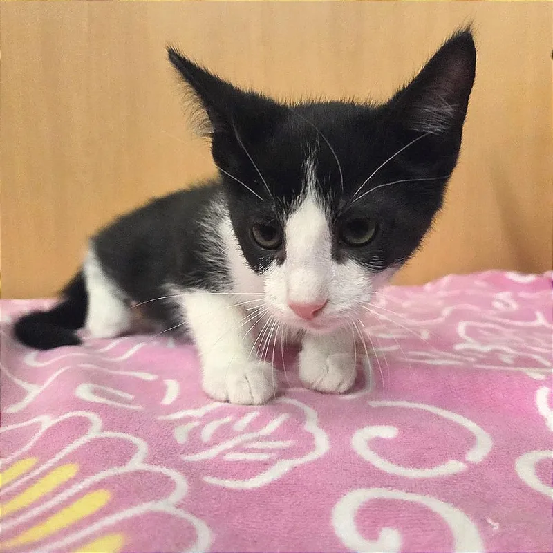 A baby small-sized male Black Domestic Short Hair cat named Arthur for adoption in Saint Louis, MO