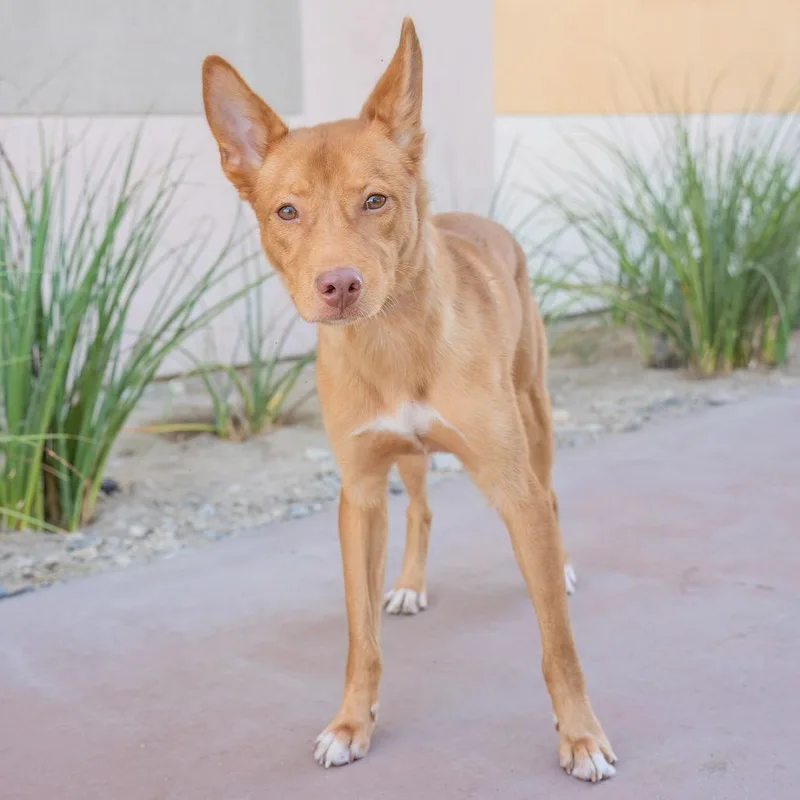 An adult medium-sized male Brown / Chocolate Shepherd dog named Barry for adoption in Palm Springs, CA