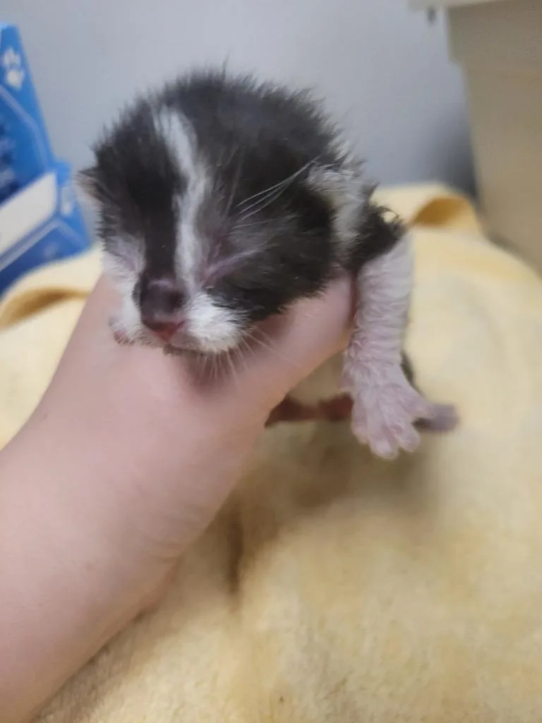A baby small-sized male Domestic Short Hair cat named Apple Jack for adoption in Angola, IN