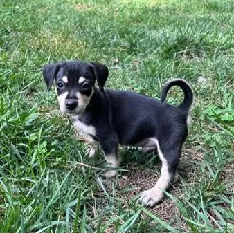 A baby small-sized male Black Chihuahua dog named Jamie for adoption in Midlothian, VA