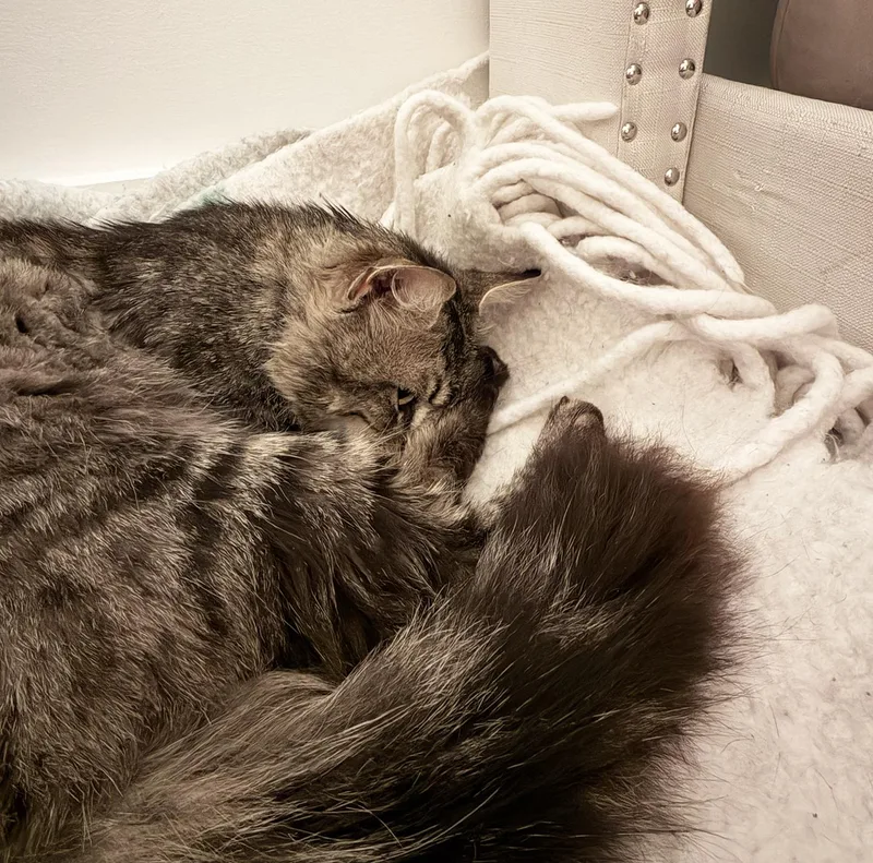 A young medium-sized male Tabby (Brown / Chocolate) Domestic Short Hair cat named Miles Ogden for adoption in Philadelphia, PA