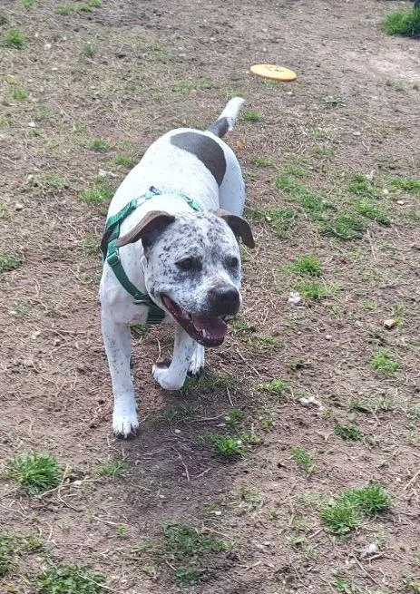 An adult medium-sized female White / Cream Pointer dog named Harley for adoption in Cape May Court House, NJ