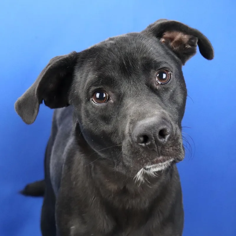 An adult medium-sized male Black Labrador Retriever dog named Milam U for adoption in Tupelo, MS