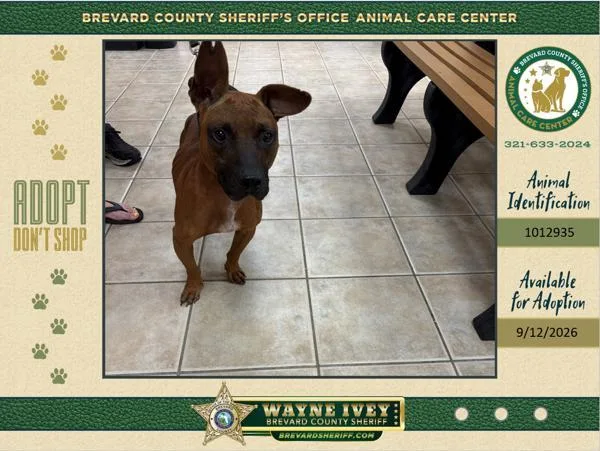 An adult medium-sized male Mixed Breed dog named Taz for adoption in Melbourne, FL