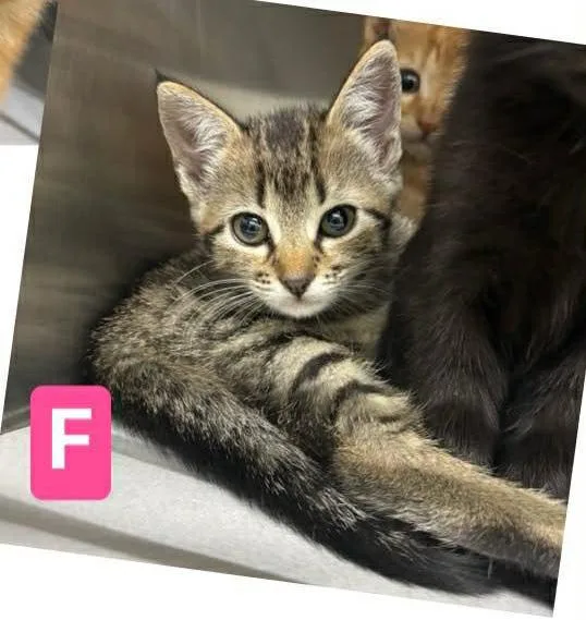 A baby small-sized female Domestic Short Hair cat named Sage for adoption in Knoxville, TN