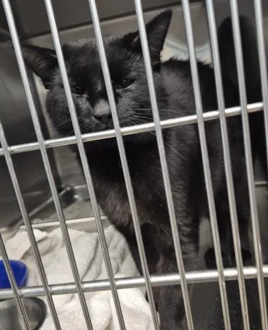A young medium-sized male Domestic Short Hair cat named Percy for adoption in Decatur, IL