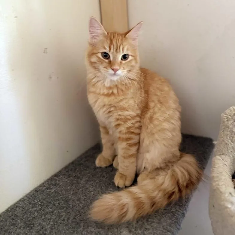 A young small-sized male Orange / Red Domestic Medium Hair cat named Comet for adoption in Prescott, AZ