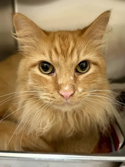 Garfield