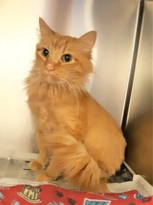 Garfield thumbnail 2