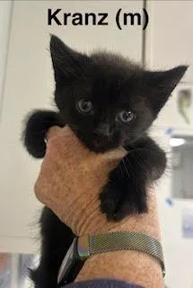 A baby medium-sized male Domestic Short Hair cat named Kranz for adoption in Saugerties, NY