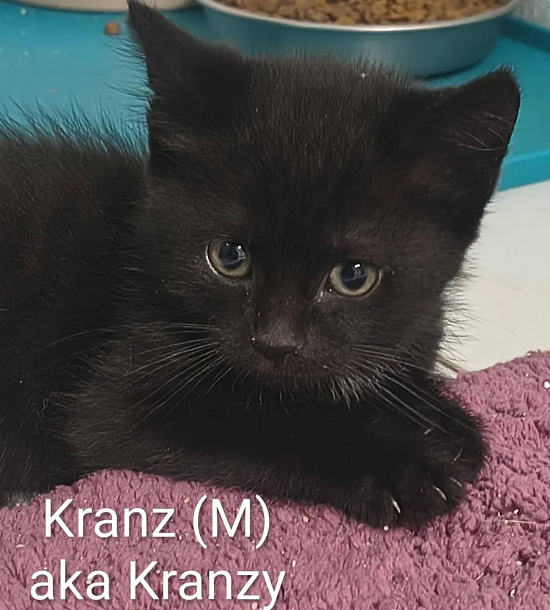 Kranz thumbnail 2