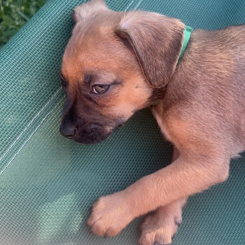 A baby small-sized male Brown / Chocolate Mixed Breed dog named Coming Soon Pancake for adoption in Goodlettsville, TN