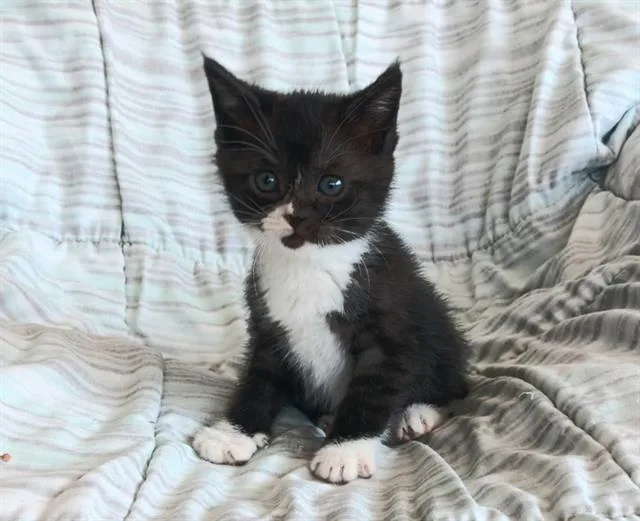 A baby small-sized female Domestic Short Hair cat named Justice for adoption in Tustin, CA