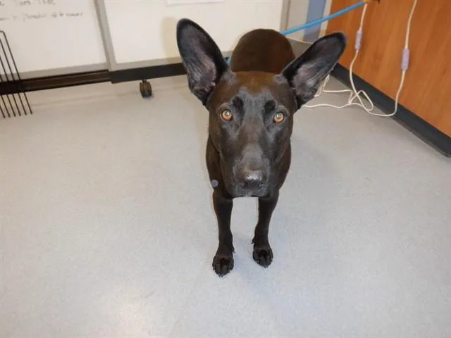 An adult large-sized male Labrador Retriever dog named Bat for adoption in San Jose, CA