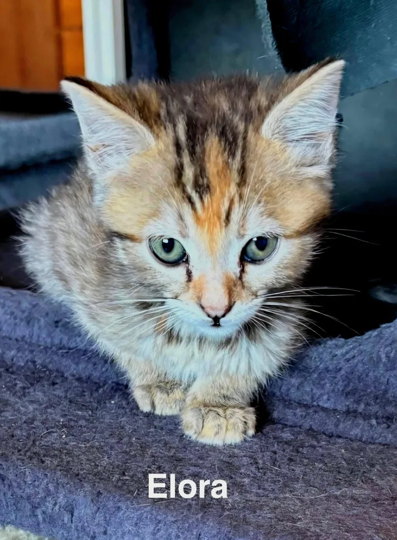 A baby medium-sized female Torbie cat named Elora for adoption in Campbell, CA