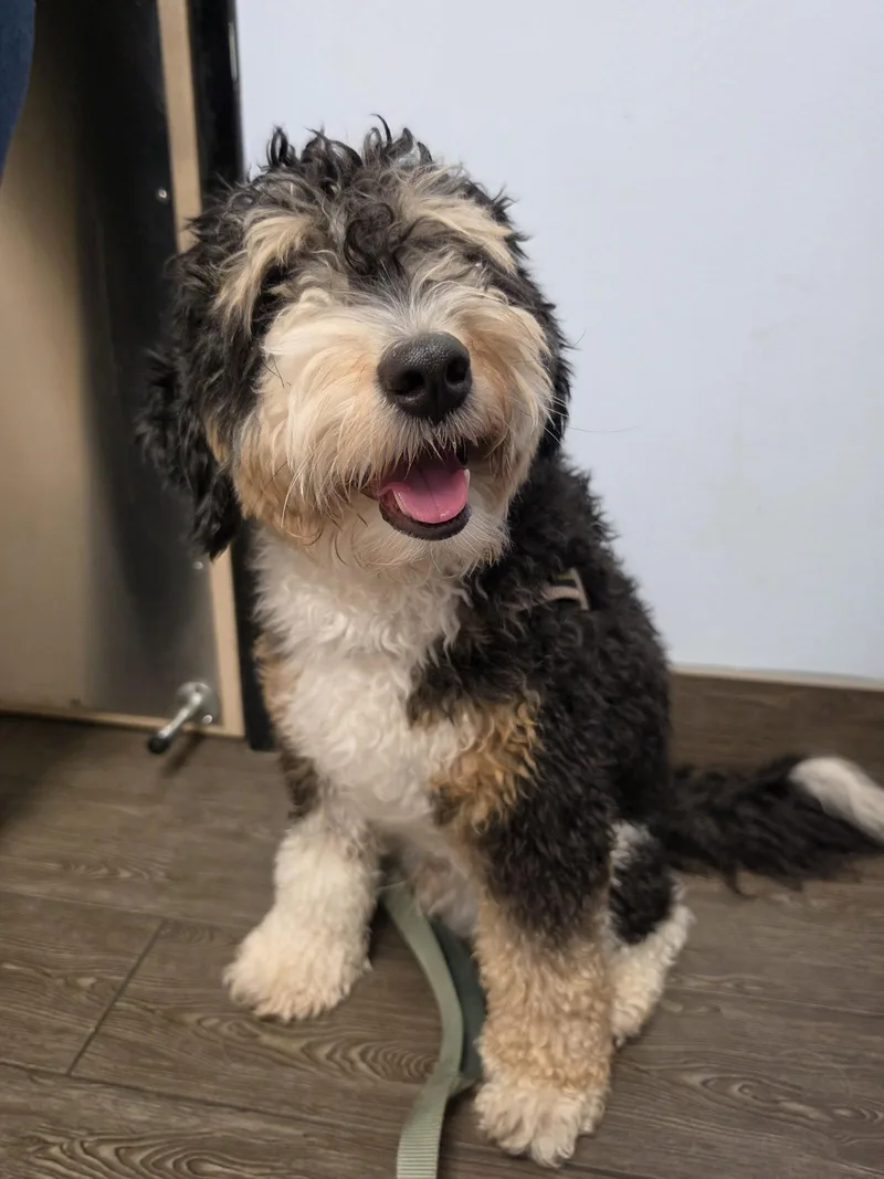 An adult medium-sized male Australian Shepherd dog named Bear for adoption in Valrico, FL