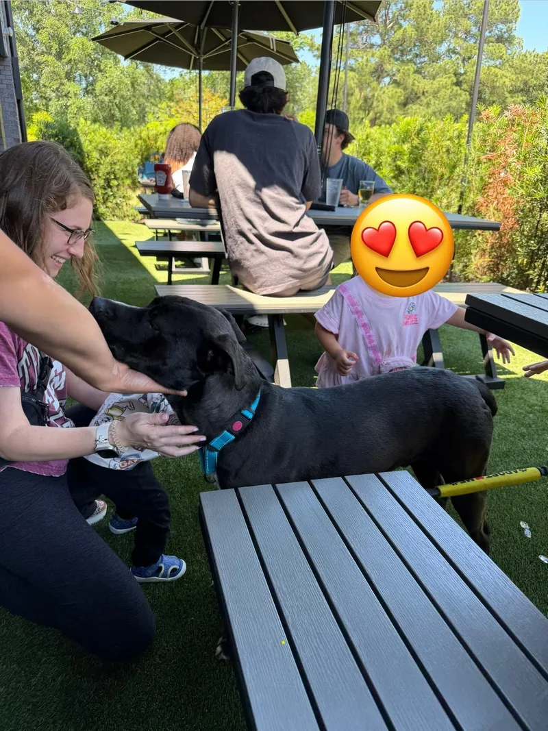 A young medium-sized male Pit Bull Terrier dog named Magic for adoption in Grand Rapids, MI
