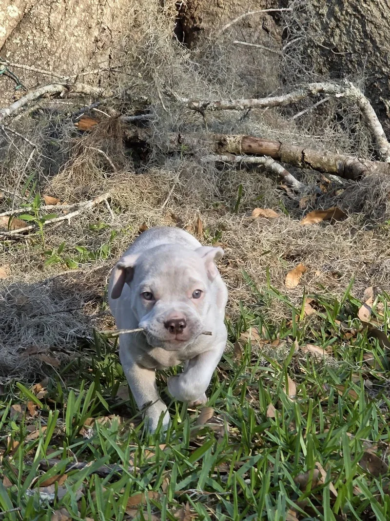 A baby small-sized male White / Cream American Bully dog named Slug for adoption in Gainesville, FL