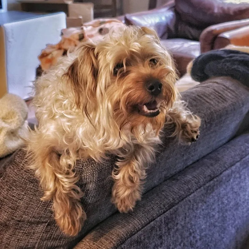 An adult small-sized male White / Cream Yorkshire Terrier dog named Hyperion for adoption in St. Louis, MO