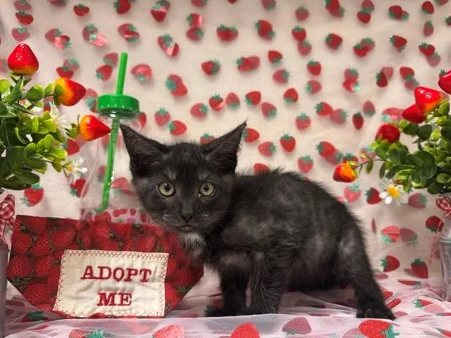A baby small-sized male Domestic Short Hair cat named Guava for adoption in Fairfield, CA