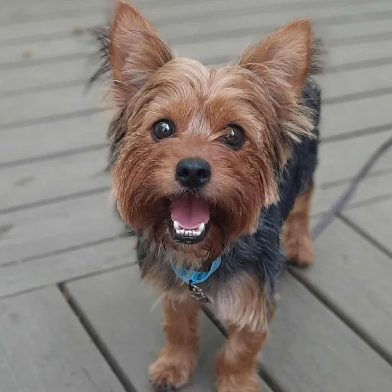 An adult small-sized male Yorkshire Terrier dog named Mookie Johnson for adoption in Olathe, KS