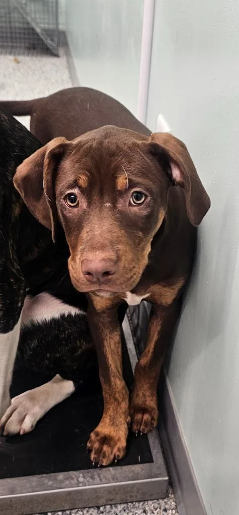 A baby small-sized female Terrier dog named Nami for adoption in Athens, TN