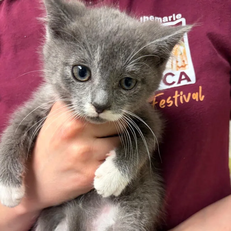 A baby small-sized male Black Domestic Short Hair cat named Meringue Pie for adoption in Charlottesville, VA