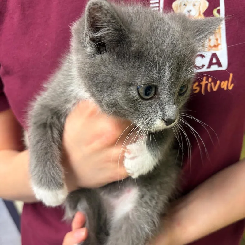 Meringue Pie thumbnail 2