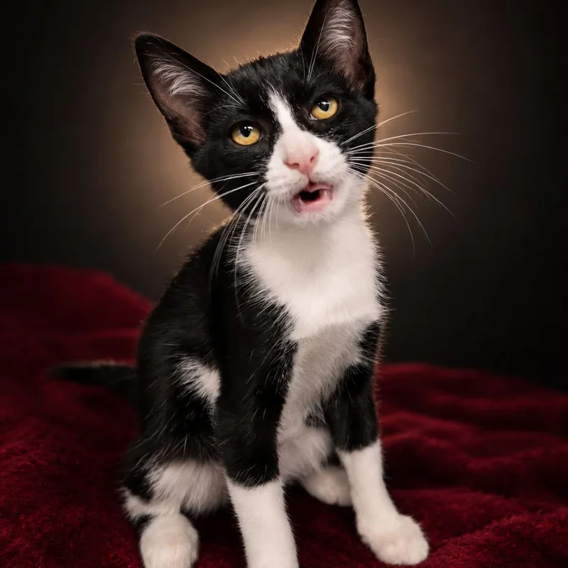 A baby small-sized female Black Domestic Short Hair cat named Coco for adoption in Newport, TN