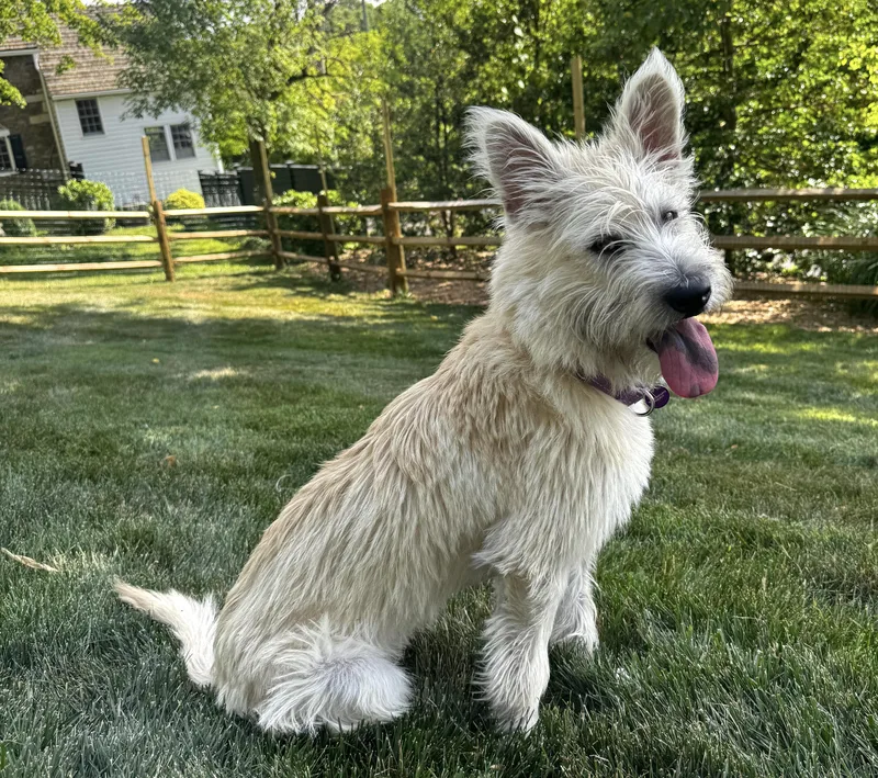 A young medium-sized female White / Cream Cairn Terrier dog named Fergie for adoption in Brooklyn, NY