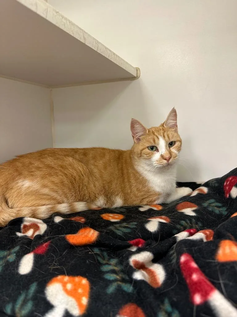 A young medium-sized female Domestic Short Hair cat named Berry for adoption in Johnson City, TN